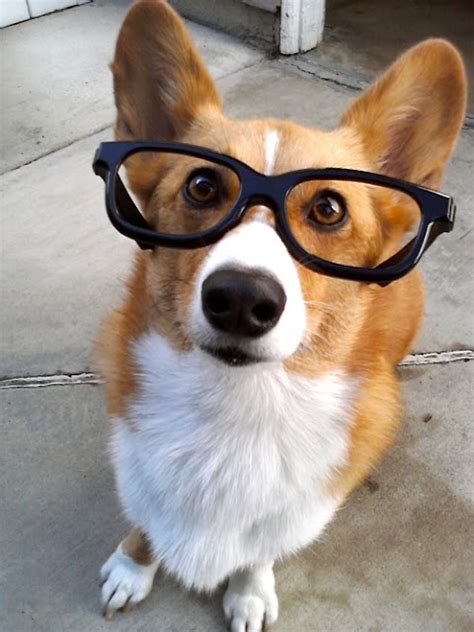 cute dog with glasses|More.